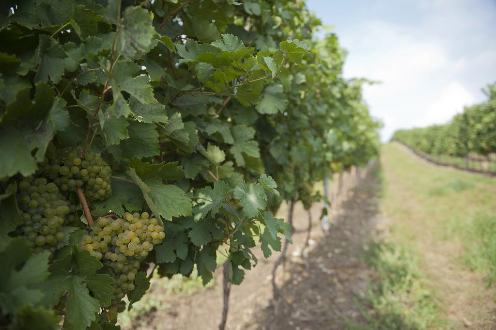 Weingut Martinshof Hotel Sankt Ulrich  Eksteriør billede